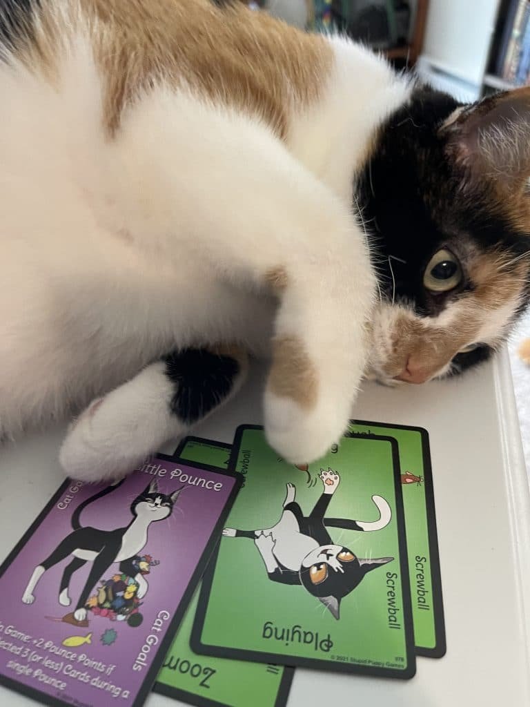 My cat lily with some of the cards - house of pounce: card game review